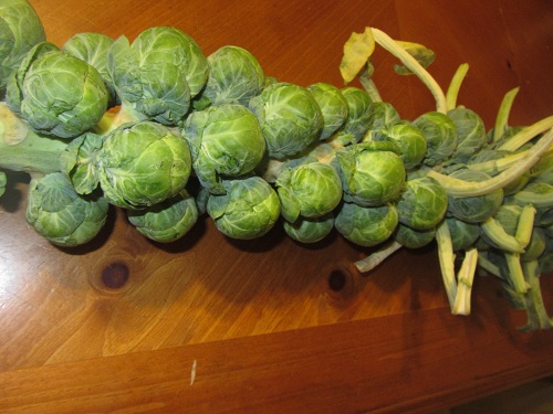 Brussels Sprout Stalk