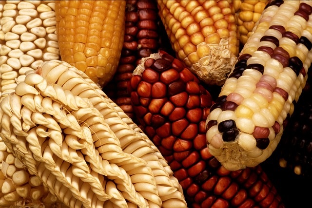 Genetically Modified Foods (GMO) Info. from Healthy Diet Habits. Pictured: Corn