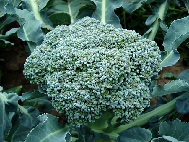 Broccoli Info/Tips from Healthy Diet Habits