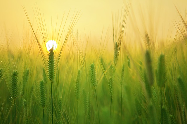 Information about Celiac Disease from Healthy Diet Habit