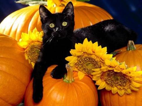 Pumpkins and a Black Cat