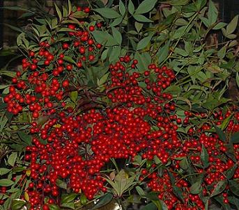 Nandina