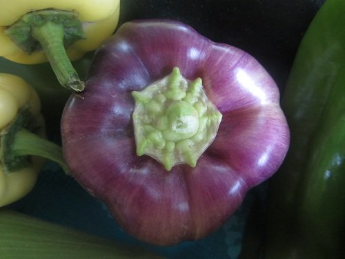 Purple Pepper